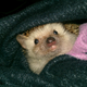Illustration for article titled Help me choose a prickle pic!